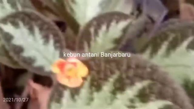 Time To Breeding (episcia Silver Shield, Warpaint, Dkk)