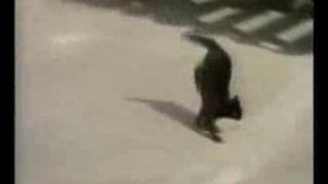 Эти забавные коты смотреть онлайн