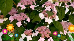Гортензия пильчатая Оамача. Краткий обзор, описание характеристик hydrangea serrata Oamacha
