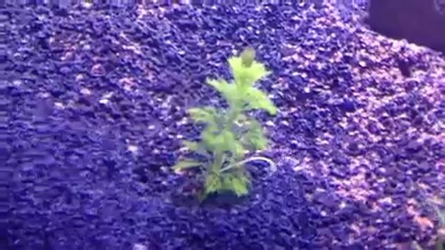 The tops of my ambulia closes at night time смотреть онлайн