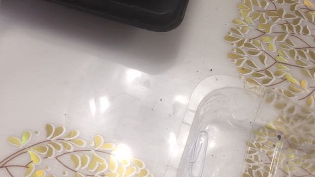 Выращивание сладкого перца из семян.  Проращивание, посев, всходы.