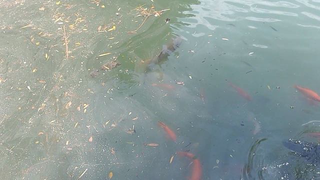 Парк Южные Культуры))) Адлер.. смотреть онлайн