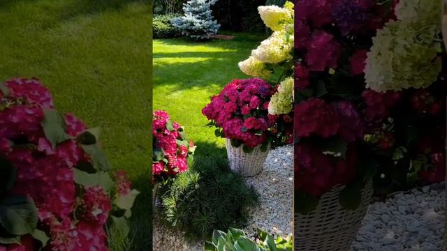 КРАСОТА ♥️♥️♥️ #длядуши #красота #цветы #врек #shorts смотреть онлайн