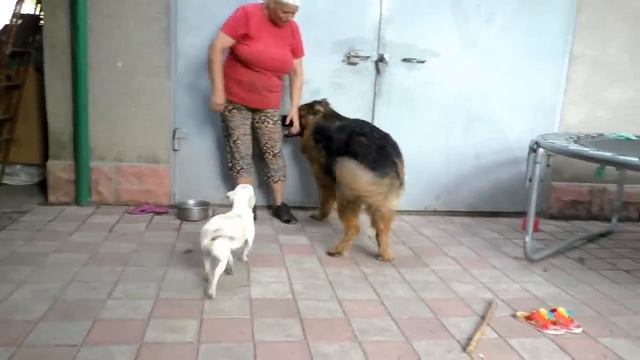 Мамин сына Дакар. Щенок длинношерстной немецкой овчарки. Puppy Longhair German Shepherd.