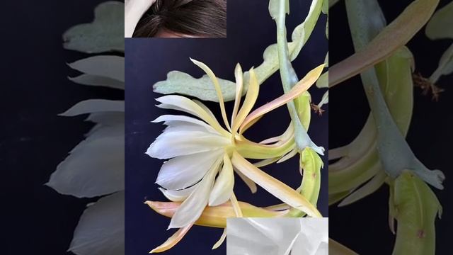 April Epiphyllum Anguliger смотреть онлайн
