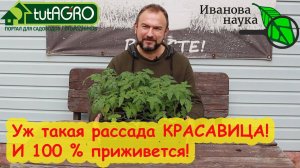ВСЯ РАССАДА 100 % ПРИЖИВЕТСЯ. Все правила адаптации и ухода за рассадой после пересадки.