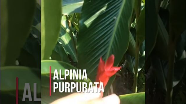 Alpinia Purpurata!