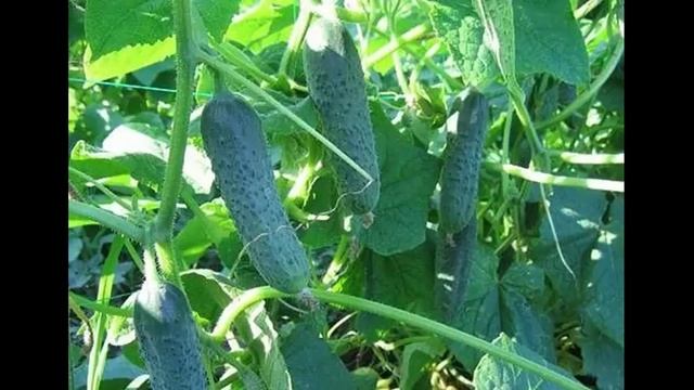 Йод и зеленка # против болезней огурцов смотреть онлайн