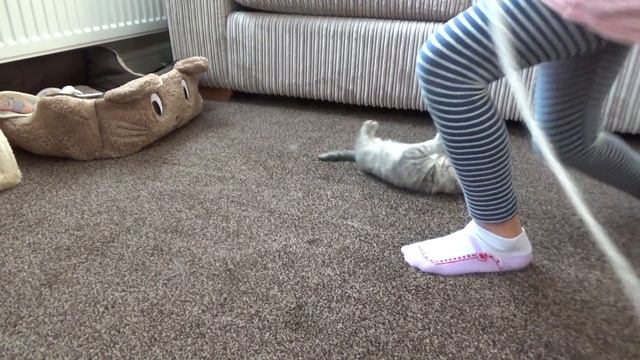БРИТАНСКИЙ КОТЕНОК ? British Shorthair Kitten Marsel Playing / 9 Weeks Old