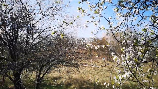 Весеннее пение птиц в Польше. Релакс, расслабление, медитация. Polskie ptaki Wiosenny koncert смотреть онлайн