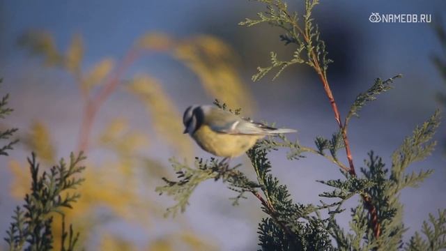 Значение имени Динара: карма, характер и судьба смотреть онлайн