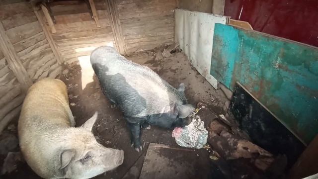 Забой поросенка 220вольт, мой вывод смотреть онлайн