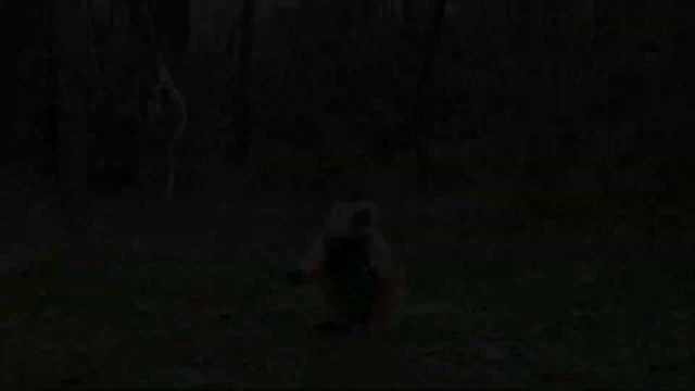 Диадемовый сифака Propithecus diadema смотреть онлайн
