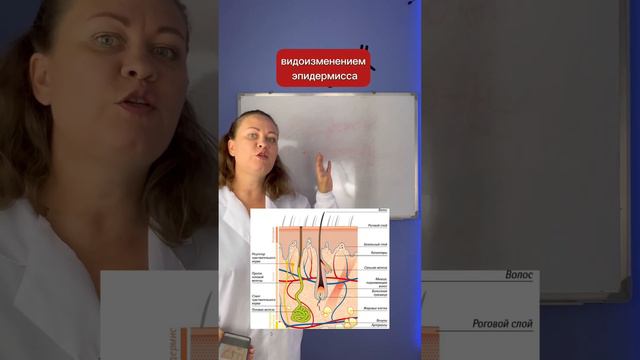 Строение кожи человека. смотреть онлайн
