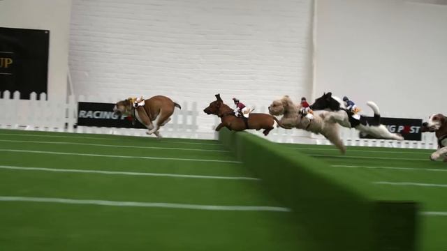 The Gold Pup - Dogs racing like horses смотреть онлайн