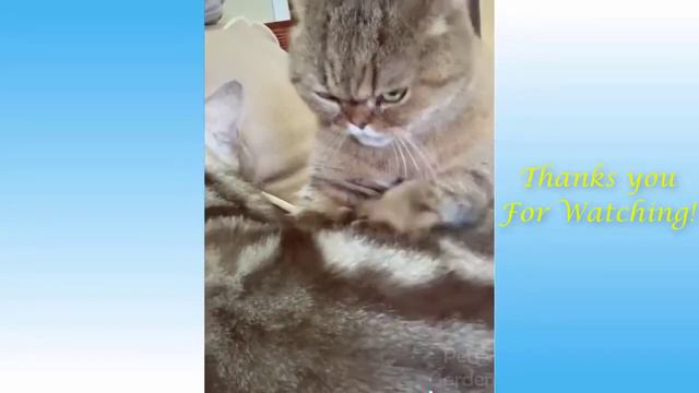 Сборник милых домашних животных котят,щенят и забавных животных!!!кошаки,собаки! смотреть онлайн