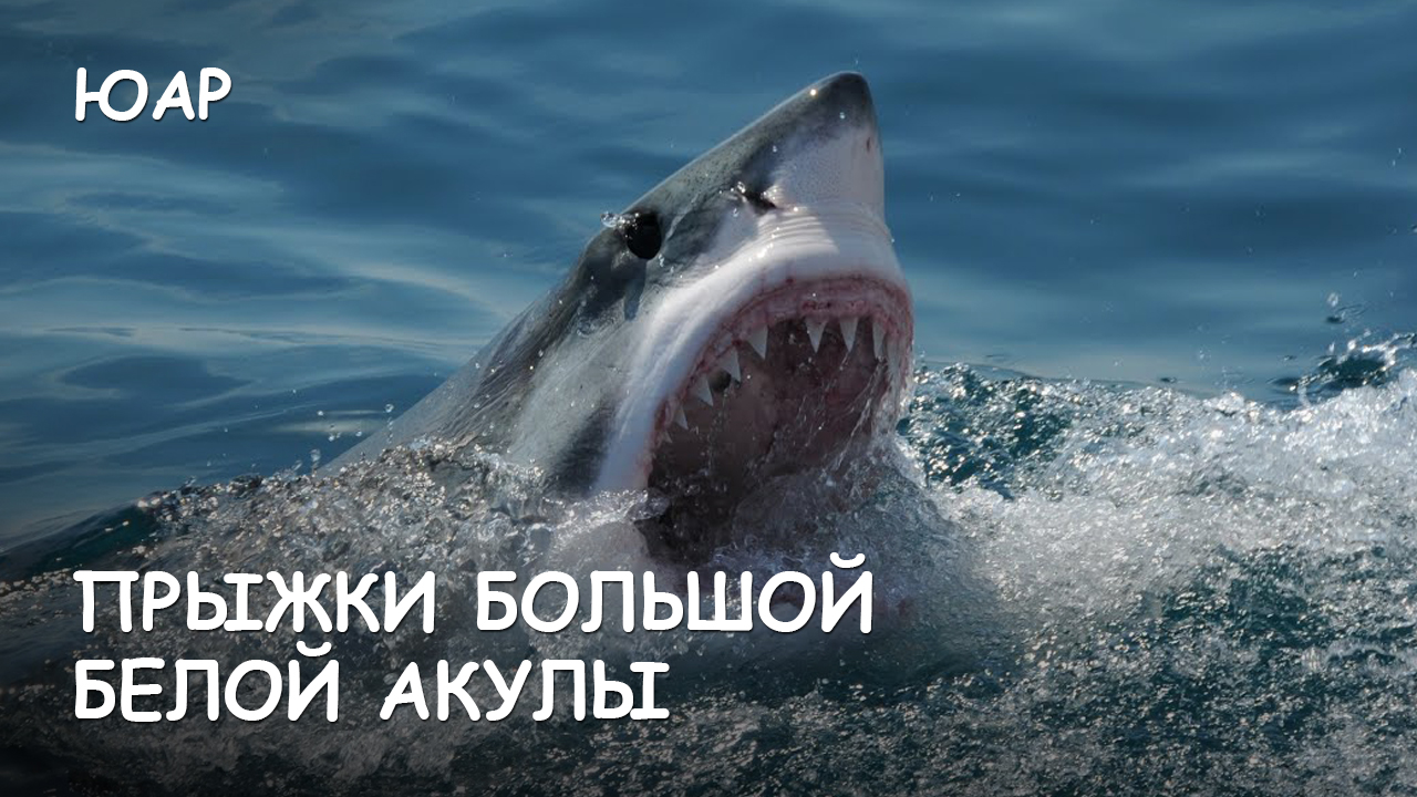 Мир Приключений [Архив] - Прыжки большой белой акулы. ЮАР. смотреть онлайн