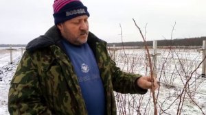 Болезни малины|дидимелла