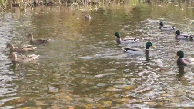 Милана кормит уточек. Обычный день Миланы. смотреть онлайн