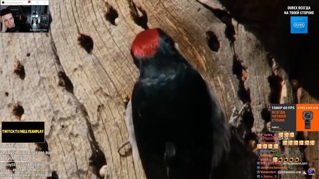 Hellyeahplay смотрит: Вот, Что Бывает, Когда Кто Либо Встречает Сорокопута смотреть онлайн