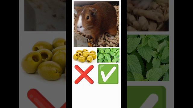 Угадай что можно есть морской свинке часть 27| Если не залетит, то у вас будет 100 уроков