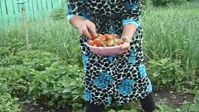 Сбор клубники смотреть онлайн