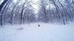 ВЛОГ: ДЕНЬ РОЖДЕНИЯ МАЙКА! ЗИМА 2019. ЛЕС. КАЙФ. СОБАКИ. ХАСКИ И МАЛАМУТ ВЫГУЛИВАЮТ ЩЕНКА