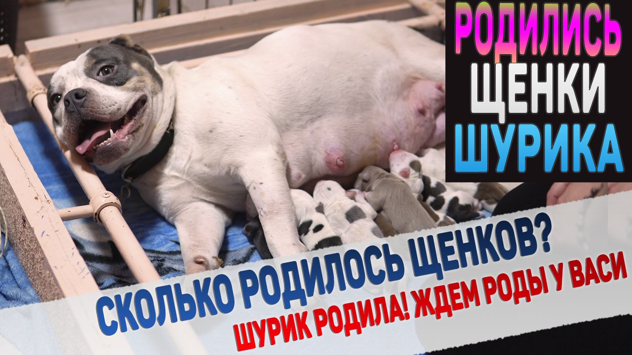 Опять родилось много щенков! Сколько мальчиков и девочек? смотреть онлайн