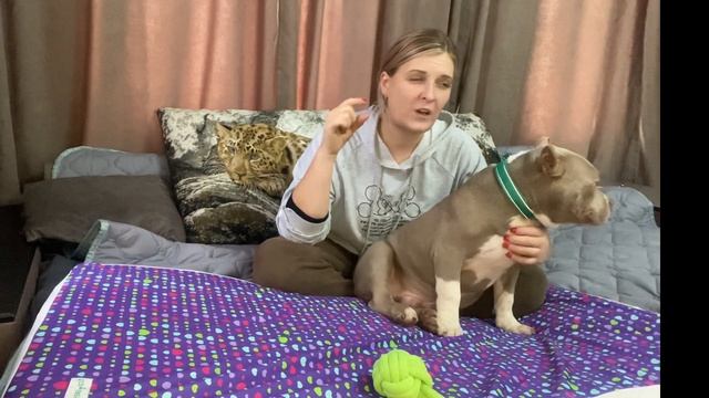 Как выбрать щенка булли и остаться довольным?#щенокбулли #булли #americanbully #bully