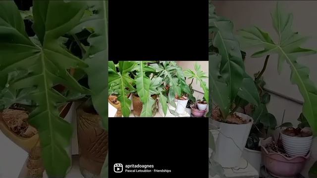 philodendron golden dragon💖💖💖 смотреть онлайн