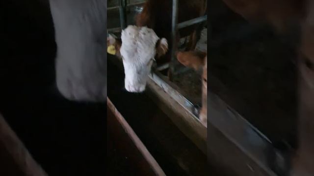 Размеры стоило для откорма быков смотреть онлайн