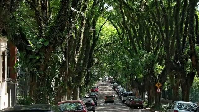 The Most Beautiful Greenery Street in the World, Porto Alegre, Brazil смотреть онлайн