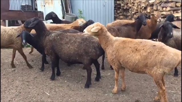 Настоящие чистопородные овцы эдильбаевской породы. Хозяйство Ильназа Шайхразиева. Татарстан.