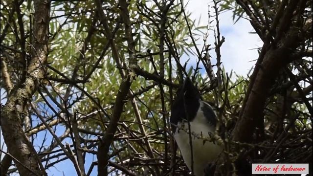 Сорока у гнезда прикинулась шлангом смотреть онлайн