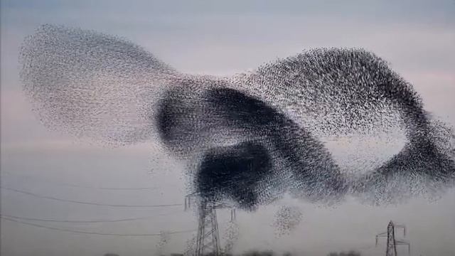 Nto - Starlings (OTTO Remix) смотреть онлайн