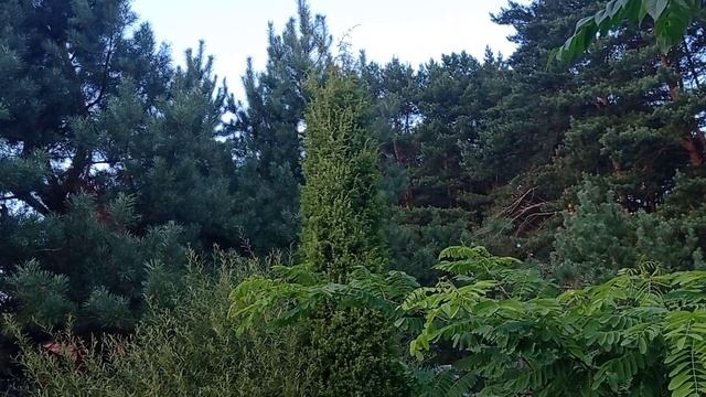 Простой лесной можжевельник в дизайне моего сада "Вилла Адриатика". смотреть онлайн