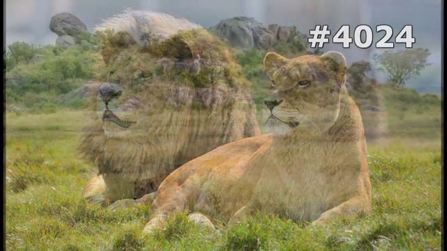 #4024. Львы (В мире животных) смотреть онлайн