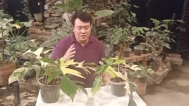 Philodendron Florida Beauty Air Layering part 1 using Pot deepening method смотреть онлайн
