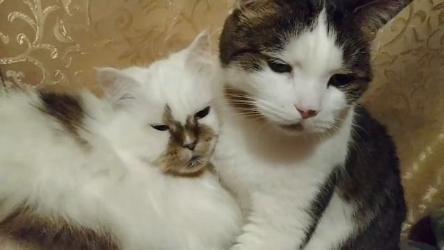 Наши забавные домашние животные, и их причуды. смотреть онлайн