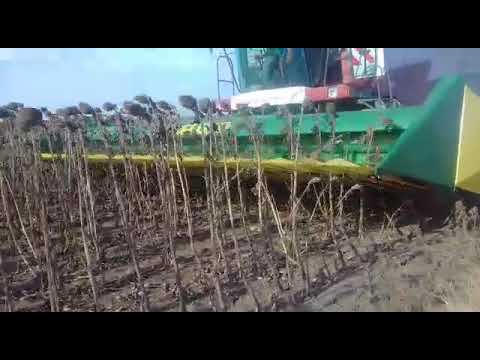 Жатка безрядковая Санфлоромаш. Срез подсолнечника под корзинку смотреть онлайн