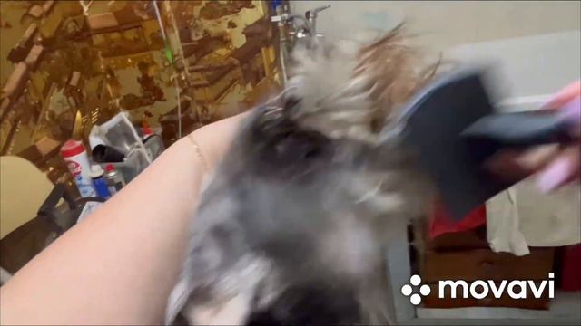 Стрижка цвергшнауцера смотреть онлайн