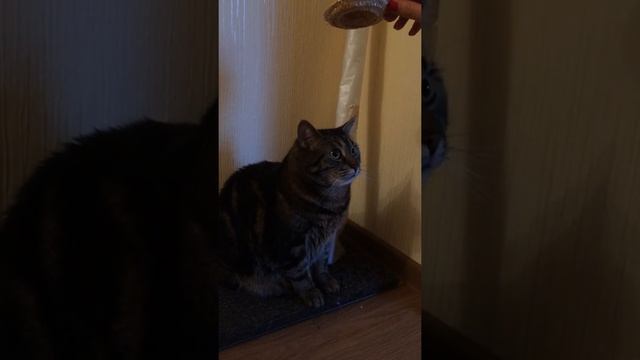 Кот и мексиканская шляпка смотреть онлайн