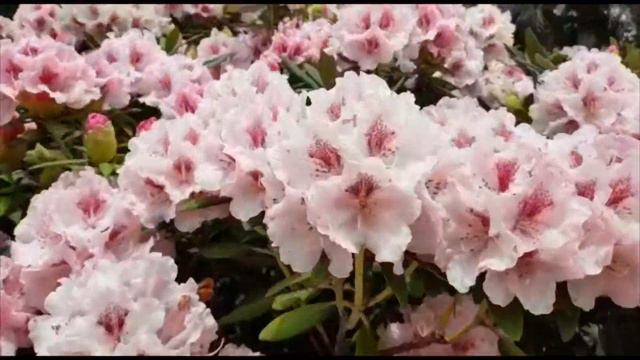 新西兰杜鹃花第一次在新加坡的世界十大室内花园之一的滨海湾花园展出 20191002 смотреть онлайн