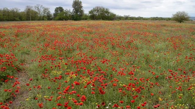 Дагестанские маки.