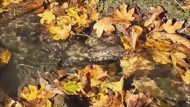 Wellness Helper~Alt Isochronic Tones~Babbling Brook Sounds смотреть онлайн