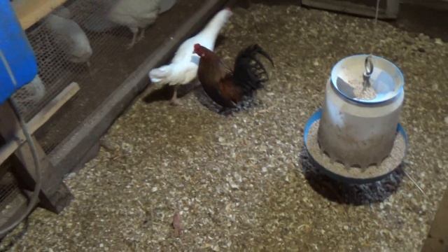 Молодки Декалб, очень продуктивные несушки. смотреть онлайн