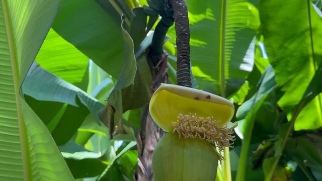 Парк Южные Культуры. Адлер,31-08-2024