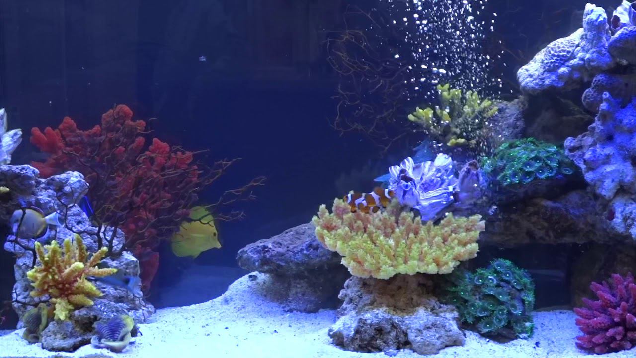 Рыбы-хирурги в морском аквариуме смотреть онлайн