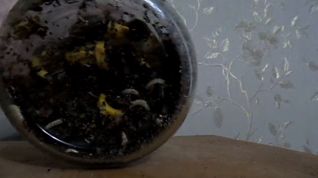 Личинки восковой моли , чистят детали джентерского сота смотреть онлайн