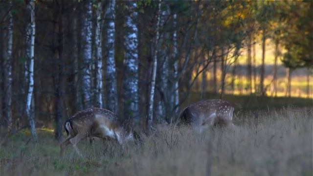 Лань европейская. Супер-драка! Fallow deer. Fight. смотреть онлайн